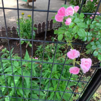 ルドベキアを植える