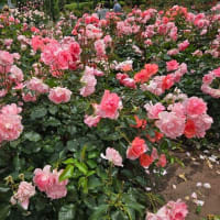 05/22 鶴舞公園 バラ満開