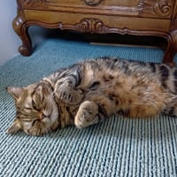 猫足を愛でるこどもの日