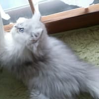 お気に入り猫草