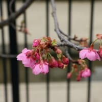 桜だより IN 京都・淀