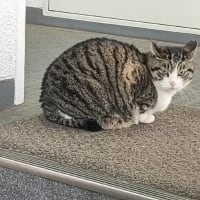 キャベツが安くなってまいりました