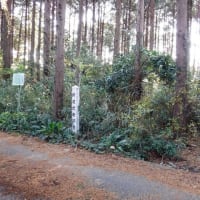 武衛原館と藤丸館 遠江　改変を受けながらも土塁と堀切が残された貴重な城館遺構