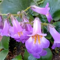 2025年・我が家の山野草6