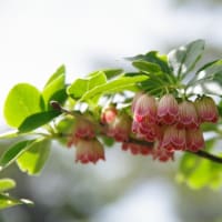 安達太良山の花