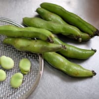 豆の季節