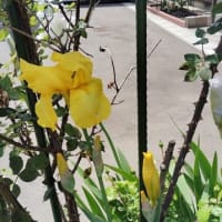 6月になりました。