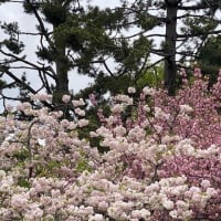 御所の八重桜