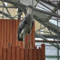 掛川花鳥園