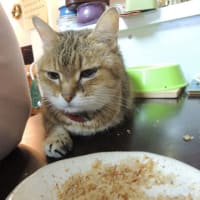 安いかつお節は、卸売市場にある、奈良鰹で買う。