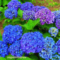 「相模原北公園」のアジサイ〜あじさい〜紫陽花の集合美！！