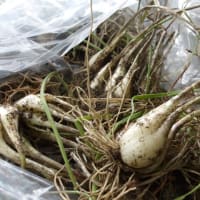 夏野菜混植栽培してます