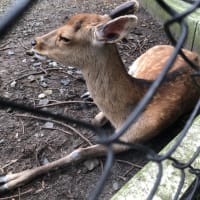 おやひこさまへ。