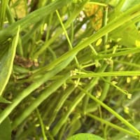 インゲンの収穫開始です。