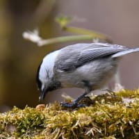 ゴジュウカラ、コガラを撮影