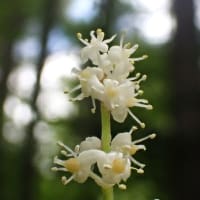 マイヅルソウも満開です