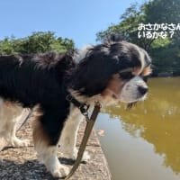 公園散歩が楽しいね😊