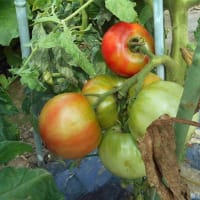 ＜我が家の菜園523＞　トマト　収穫