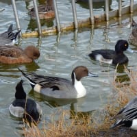花博記念公園鶴見緑地の水鳥たち
