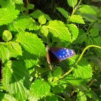 ゴールデンウイーク　嫁さんと生物園に行ってきました。