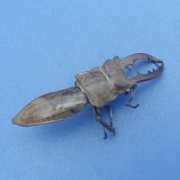 2025年7月1日(火)苫小牧「近所の自然散歩」植物調査と　2日(水)繁殖期鳥類調査