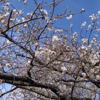 ようやく桜が満開近くに。まだ満開ではないですよ。