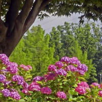 真夏日の紫陽花