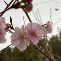 🌸冬桜🌸