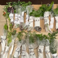 届いたハーブ苗