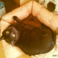 猫ベッドを作ってみたよ。