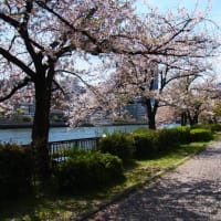 天満橋の桜