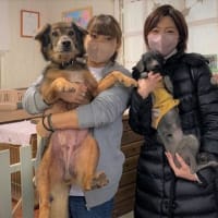 保護犬・保護猫ボランティアの思い