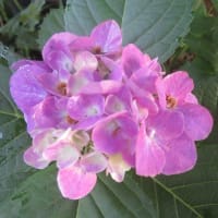 紫陽花「ハワイアンファーストレディー」　3