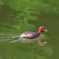 古刹の池のカイツブリ