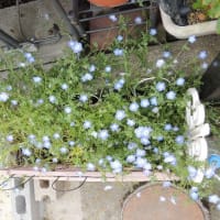 花を愛でながら
