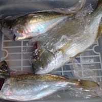 ロベリアの切り戻し