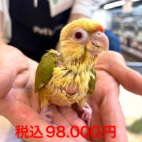 ●店頭にデビュー中の♬可愛い😍インコ🦜たち💖●