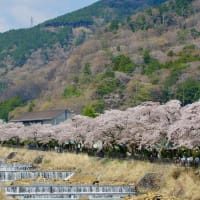 宮城野の桜