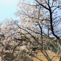 桜の季節ですね🌸