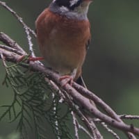 7月初旬の箕面のお山にて