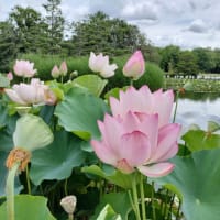 １年ぶり長居植物園。