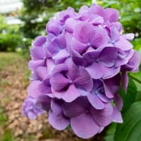 日比谷公園の花々２