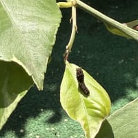 闘いは始まっている(虫注意)