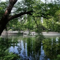 静寂　　生命力あふれる　自然、空気の香り　　　　ーーーー　井の頭公園