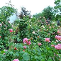 光が丘公園　イチョウ並木　　　17