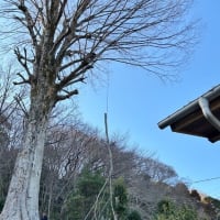 高所作業の枝卸し