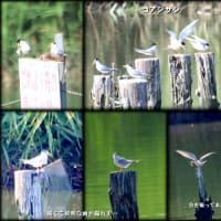 猛暑でも野鳥は元気