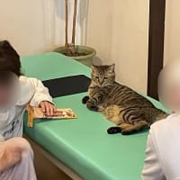 今週の水草水槽＆にゃんこ 2025.6.18