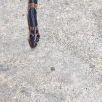 昨日、朝玄関を開けるとアカマタがいた〜！