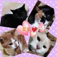 我が家の猫はマジ天使👼